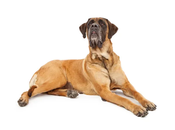 Pozorný anglická doga pes — Stock fotografie