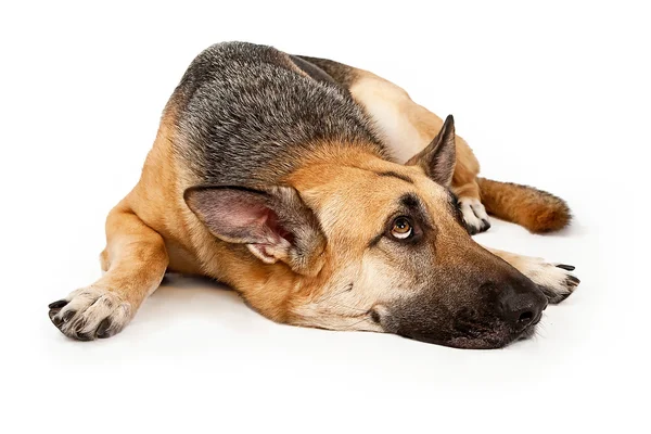 German Shephard Dog Laying Down and Looking Up — Stock Photo, Image