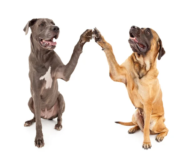 Gran danés y mastín perros sacudiendo manos — Foto de Stock