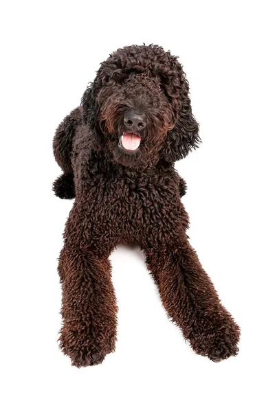 Zlaté doodle pes, kterým se stanoví — Stock fotografie
