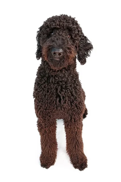 Золотий Doodle собака з чорним забарвленням — стокове фото