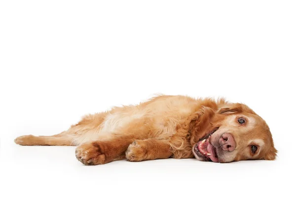 Золотий ретривер собака лежить — стокове фото