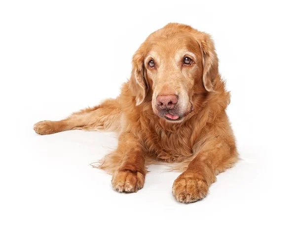 Zlatý retrívr pes izolovaný na bílém — Stock fotografie