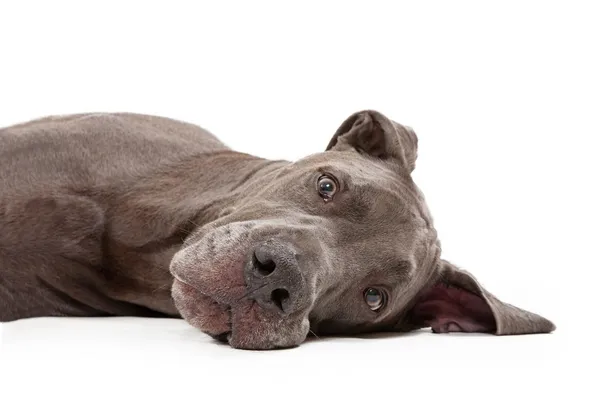 Great Dane Dog Laying Down — Stock Photo, Image