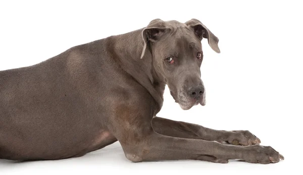 悲しそうな顔を持つグレートデーン犬 — ストック写真