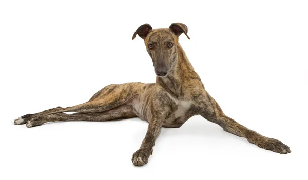 Greyhound cão deitado Lokking Up — Fotografia de Stock