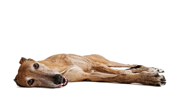 Chien Greyhound Couché — Photo