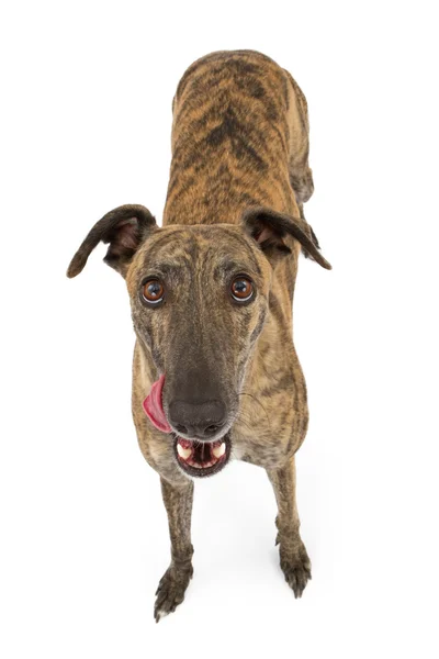 Greyhound Dog med tungen ute – stockfoto