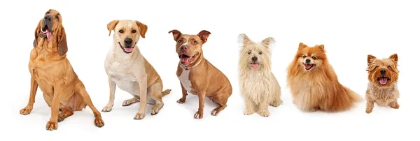 Група собак від великих до малих — стокове фото