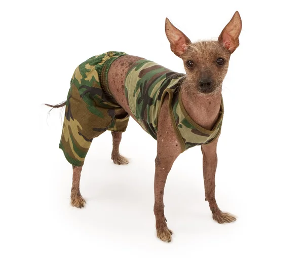 stock image Hairless Chinese Crested Dog Wearing a Camouflage Outfit