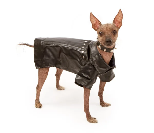 Tüysüz Çin Tepeli Köpek bir motosikletçi kıyafeti giymiş — Stok fotoğraf