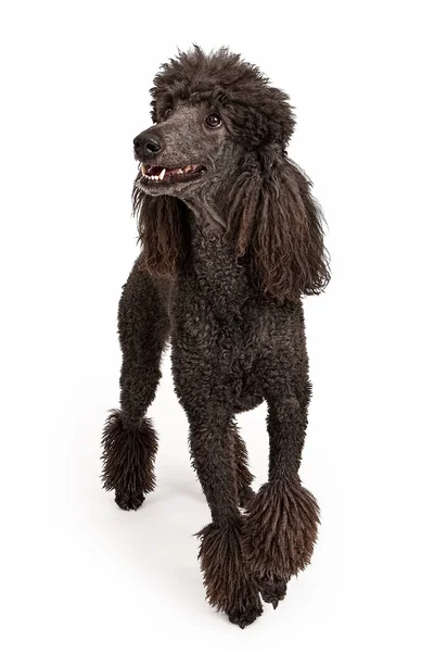 Cachorro poodle padrão preto feliz — Fotografia de Stock