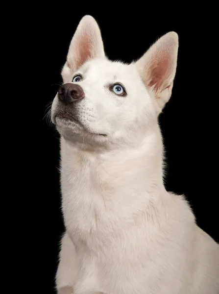 Biały pies husky z bliska — Zdjęcie stockowe
