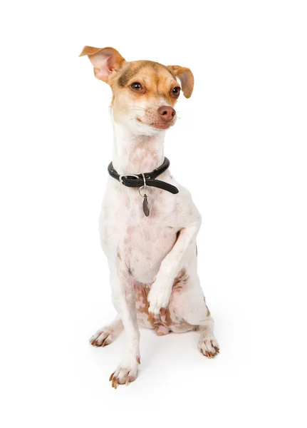 Italiano Greyhound Mix Dog Isolado em Branco — Fotografia de Stock