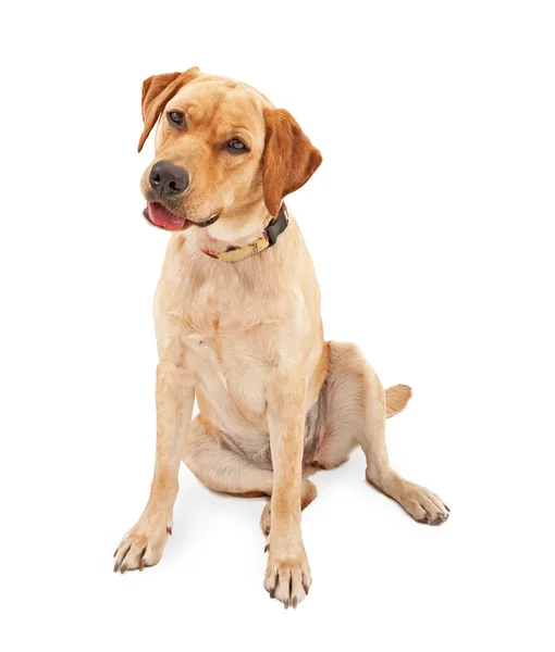 Gul labrador retriever hund isolerad på vit — Stockfoto