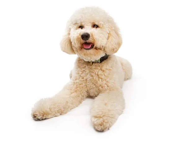 Zlatá barva labradoodle pes — Stock fotografie