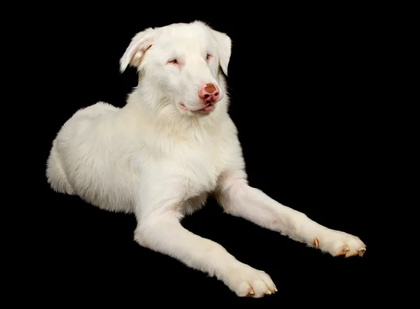 สุนัขเลี้ยงแกะออสเตรเลียสีขาวนอนลง — ภาพถ่ายสต็อก