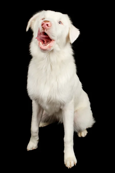 Blanco australiano pastor perro lamiendo labios — Foto de Stock