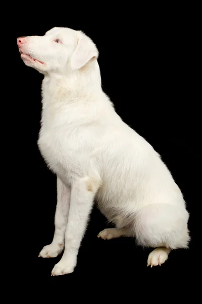 Bianco Australian Shepherd Dog Profilo — Foto Stock