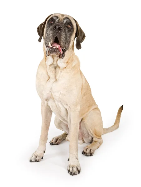 Köpek üzerinde beyaz izole mastiff — Stok fotoğraf