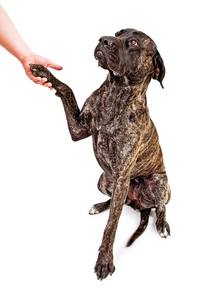 stock image Brindle Mastiff dog shaking hands