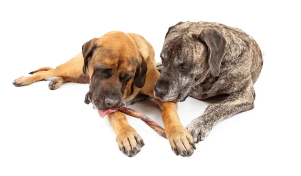 Dois cães mastim compartilhando um deleite — Fotografia de Stock