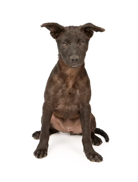 Cachorro de raza mixta con abrigo negro —  Fotos de Stock