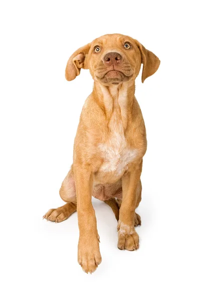 Gemengd ras pup opzoeken — Stockfoto