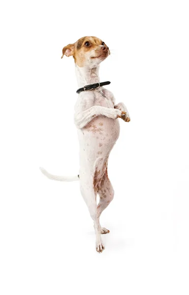 Kleine hond gemengd ras bedelen — Stockfoto