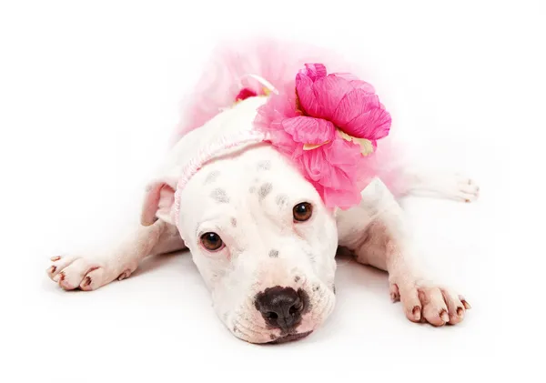 Λευκό pit ταύρος σκύλος φοράει ροζ — Φωτογραφία Αρχείου