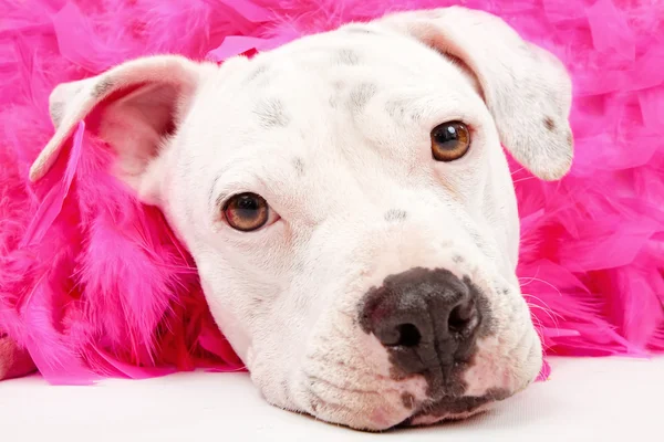 Junger weißer Pitbull mit rosa Boa — Stockfoto