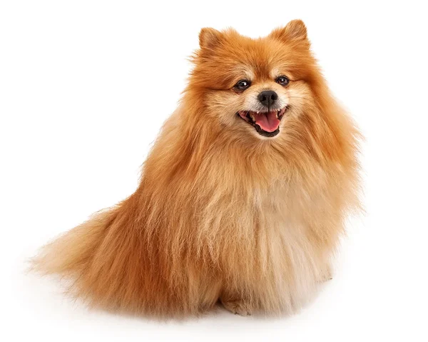 Pomerániai kutya boldog arccal — Stock Fotó