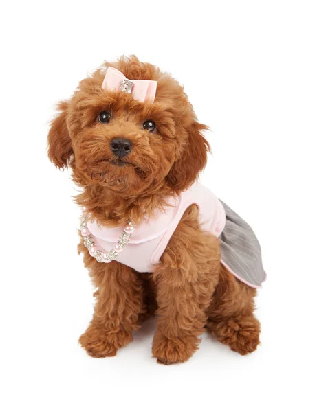 Filhote de cachorro Poodle vestindo roupa rosa — Fotografia de Stock