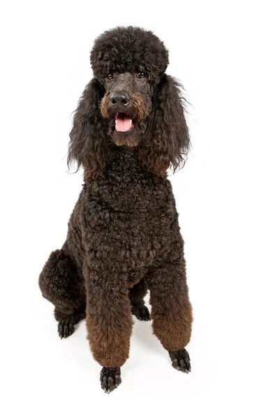 Zwarte standaard poedel hond geïsoleerd op wit — Stockfoto