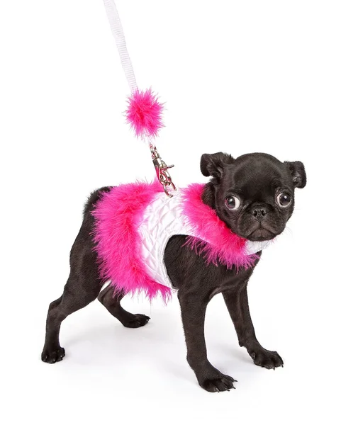 Black Pug Puppy in Pink Outfit — Stock Photo, Image
