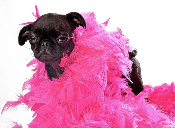 Black Pug Puppy with Pink Boa — Stock Photo, Image