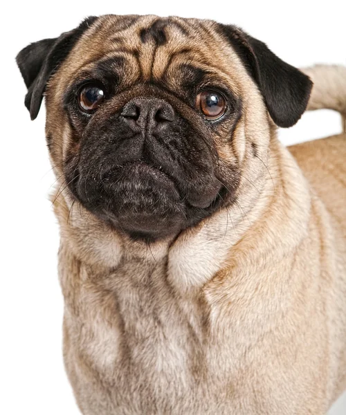 Close-up de un câine Pug — Fotografie, imagine de stoc