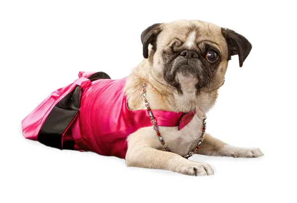 Pug com um olho vestindo um vestido rosa — Fotografia de Stock