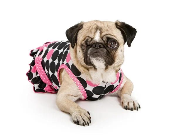 Mops Hund mit einem Auge im gepunkteten Kleid — Stockfoto