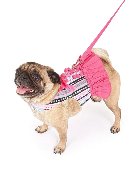 Pug wearing a pink striped outfit — Stock Photo, Image