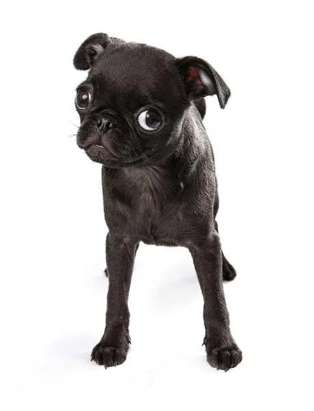 Black Pug Puppy Tilting Head — Stock Photo, Image