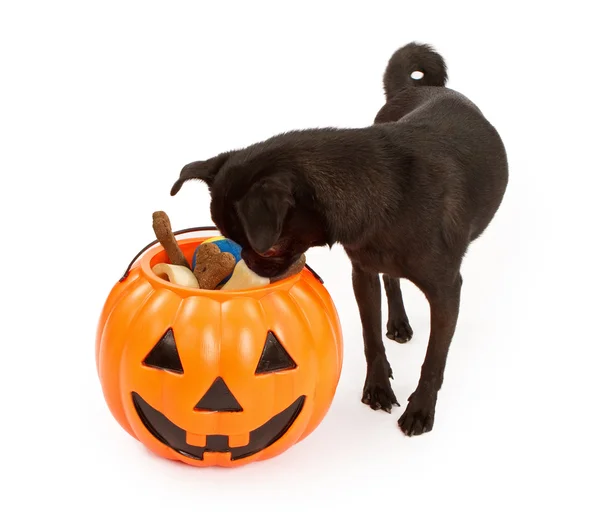 Pug cucciolo guardando in haloween zucca con dolcetti — Foto Stock