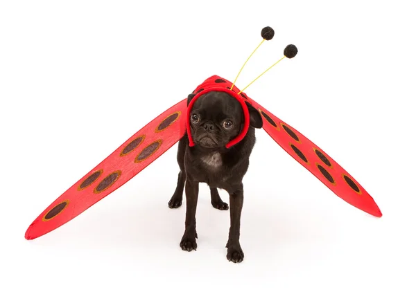 Pug puppy draagt een dame bug kostuum — Stockfoto