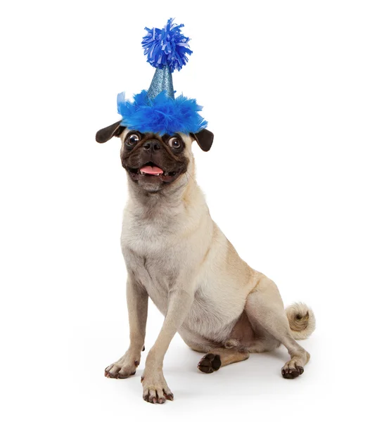 Parti şapkası giyen sevimli genç pug köpek — Stok fotoğraf