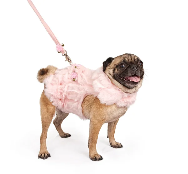 Pug vestindo uma roupa de pele rosa — Fotografia de Stock