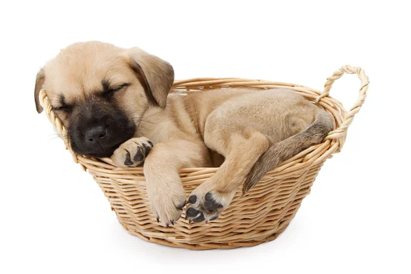 Filhote de cachorro pastor adormecido em uma cesta — Fotografia de Stock