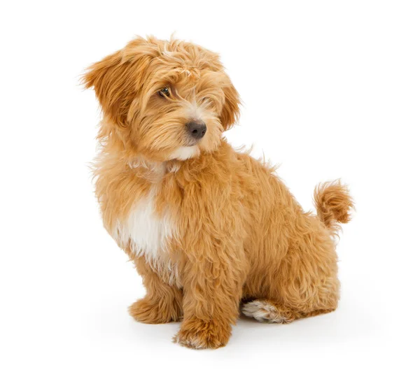 Fuzzy pup op zoek naar kant — Stockfoto