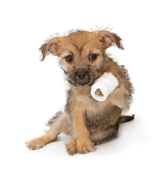 Puppy with an injured paw — Stock Photo, Image