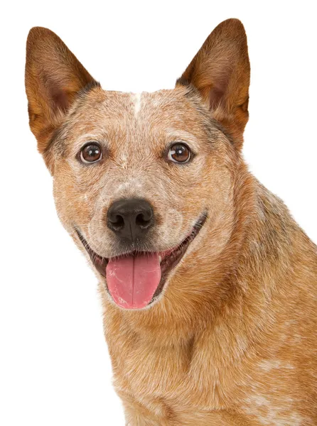 Queensland heeler hond close-up — Stockfoto