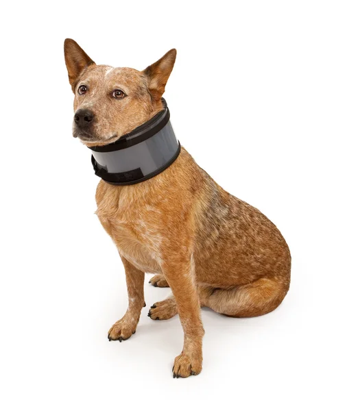 Queensland heeler σκυλί φορώντας ένα στήριγμα λαιμών — Φωτογραφία Αρχείου